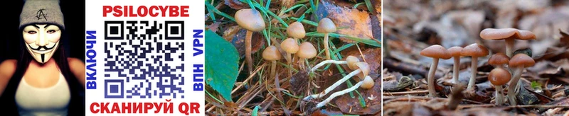 Галлюциногенные грибы Psilocybine cubensis  hydra   Острогожск  где можно купить наркотик 